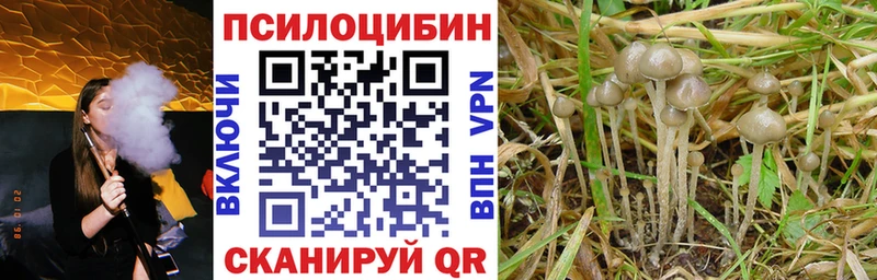 Псилоцибиновые грибы Psilocybine cubensis  Дмитров 